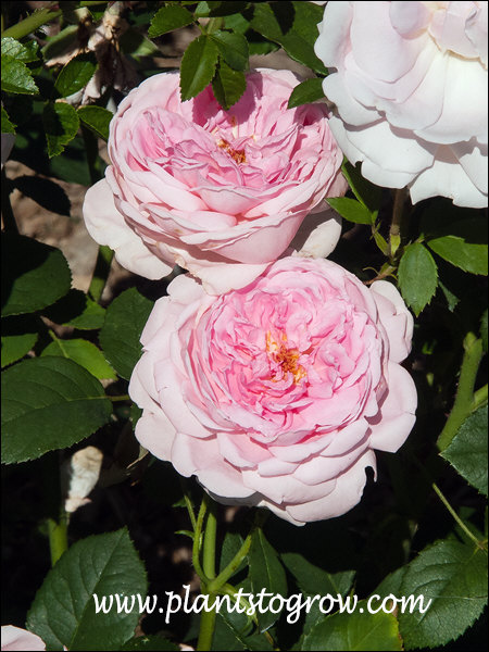 Wife of Bath Rose (Rosa) 
Very full flowers. Darker pink center fading to pale pink around the edges.